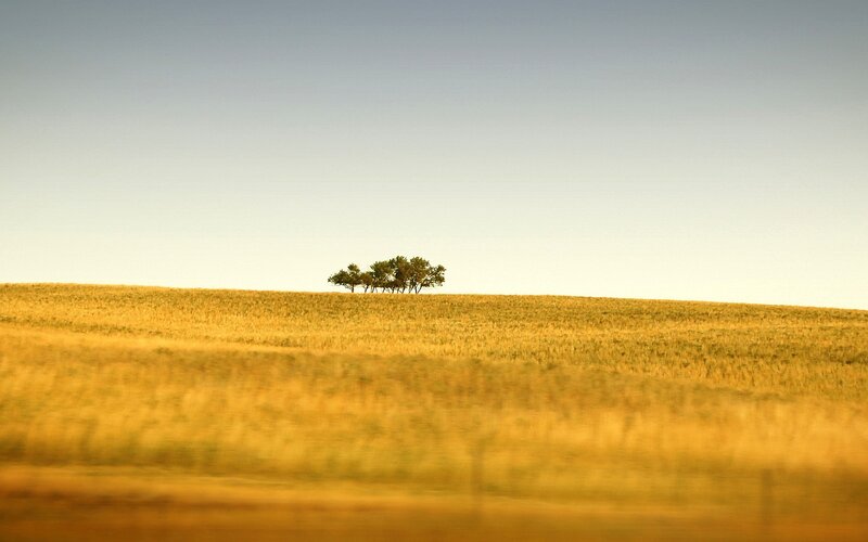 Solitary trees on a golden hill