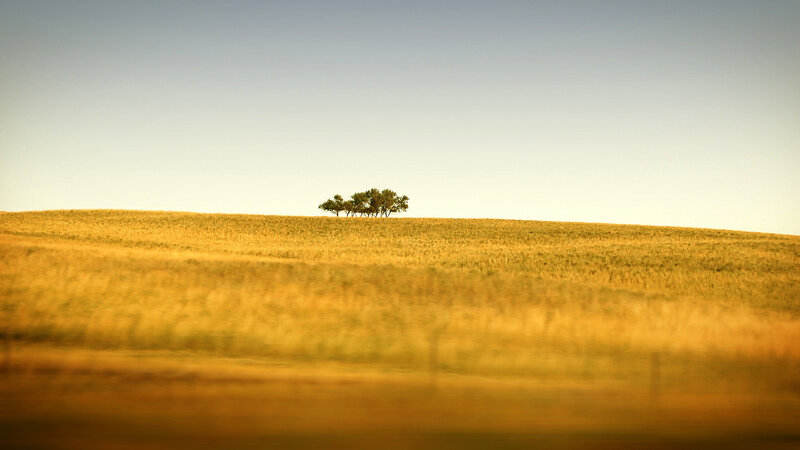 solitary trees on a golden hill
