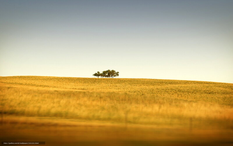 Solitary trees on a golden hill