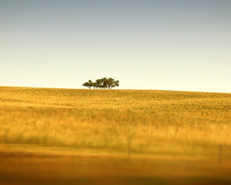 solitary trees on a hill