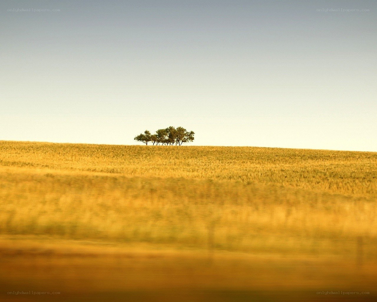 solitary trees on a hill