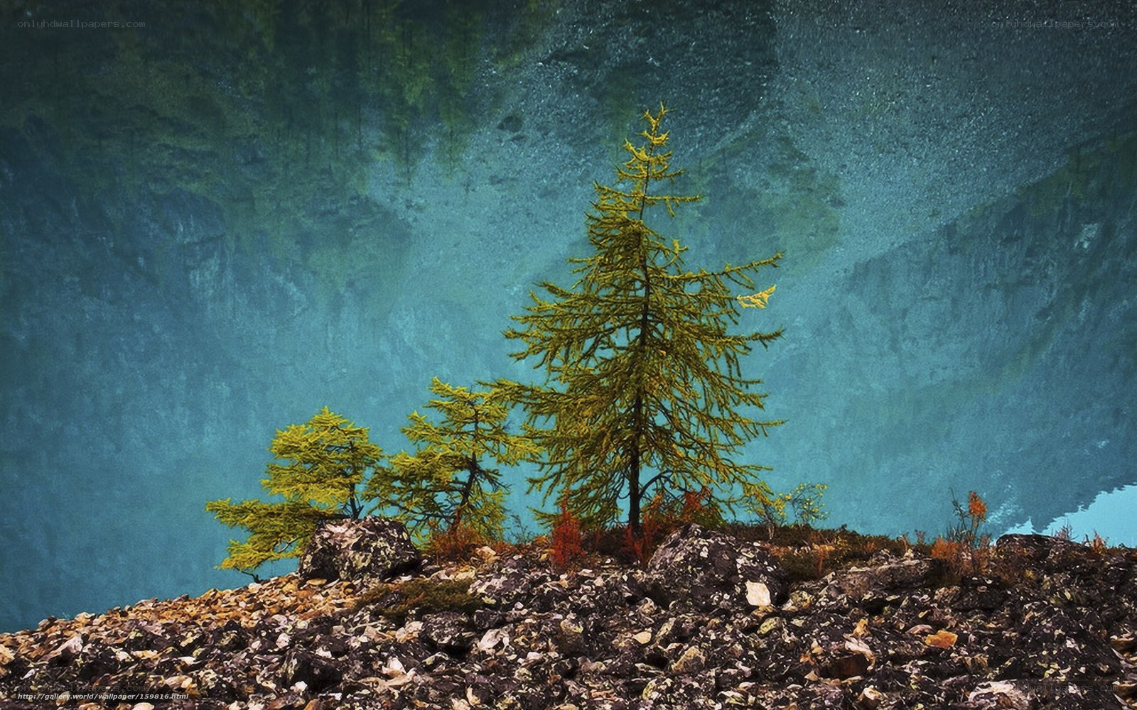 Solitary trees on rocky shore