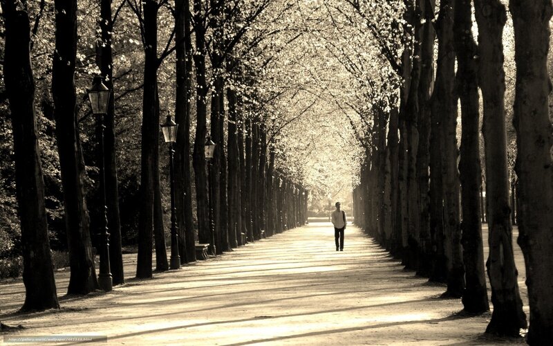 Solitary walk under tree canopy