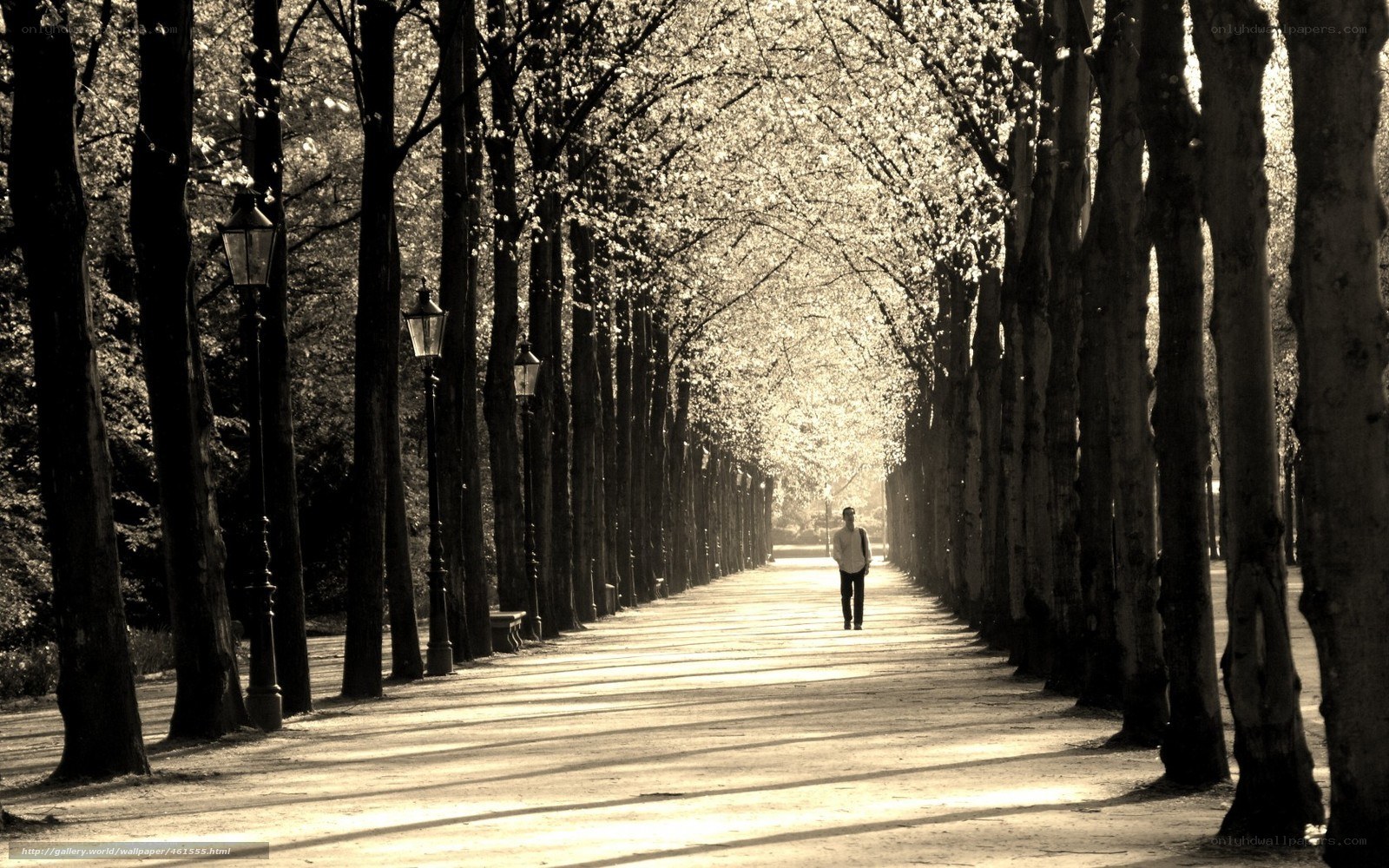 Solitary walk under tree canopy