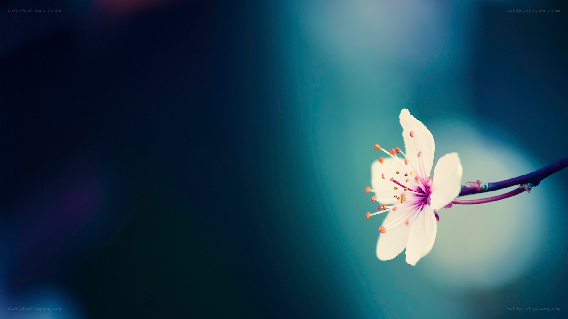 solitary white blossom
