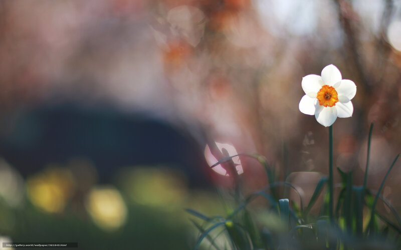 solitary white daffodil
