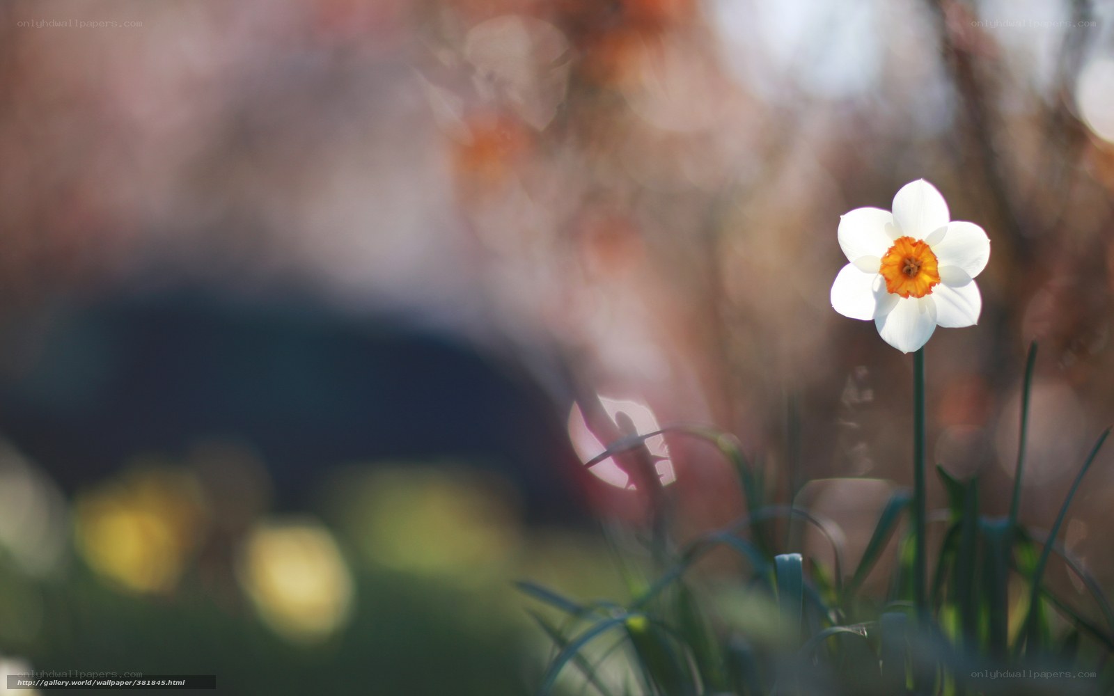 solitary white daffodil
