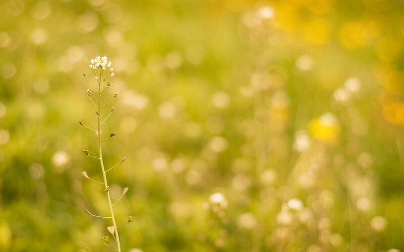 solitary white flower in field