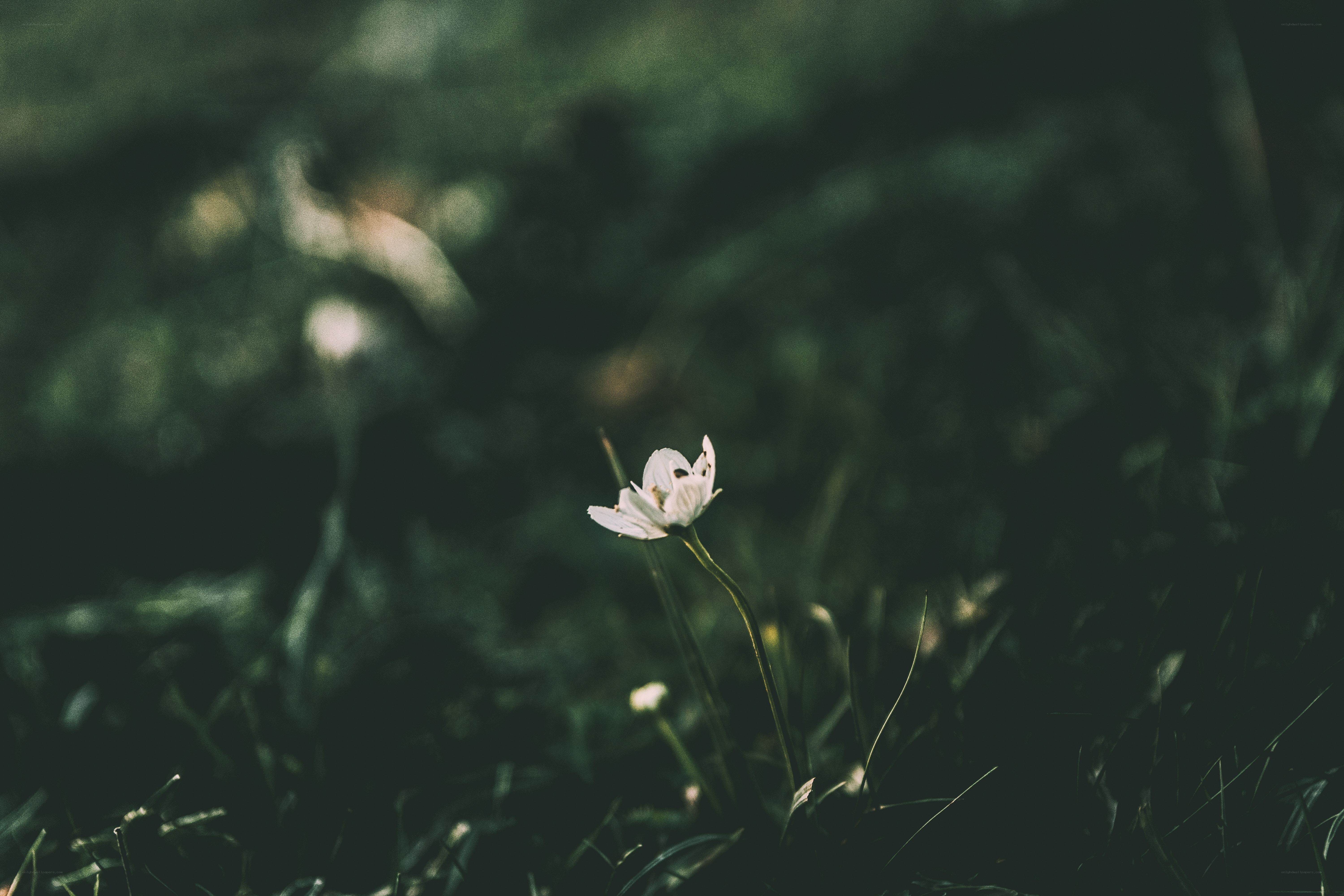 solitary white flower in grass
