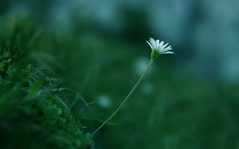solitary white flower in green grass