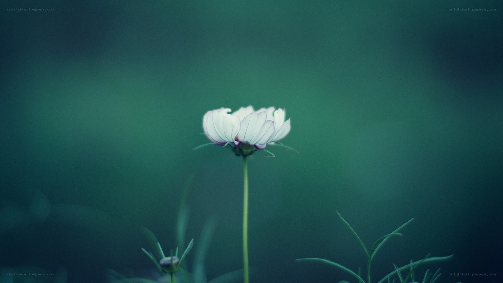 solitary white flower