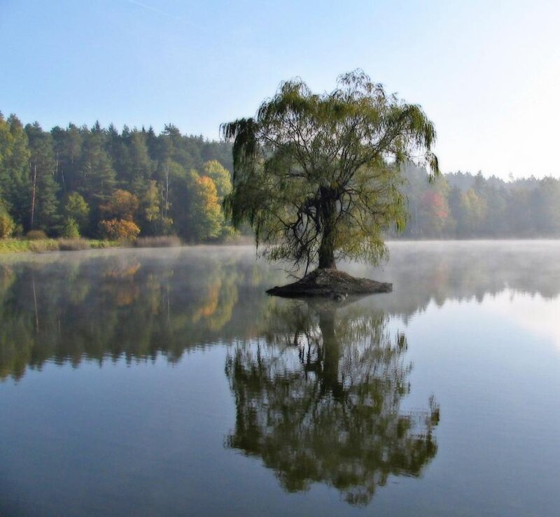 Solitary Willow Tree