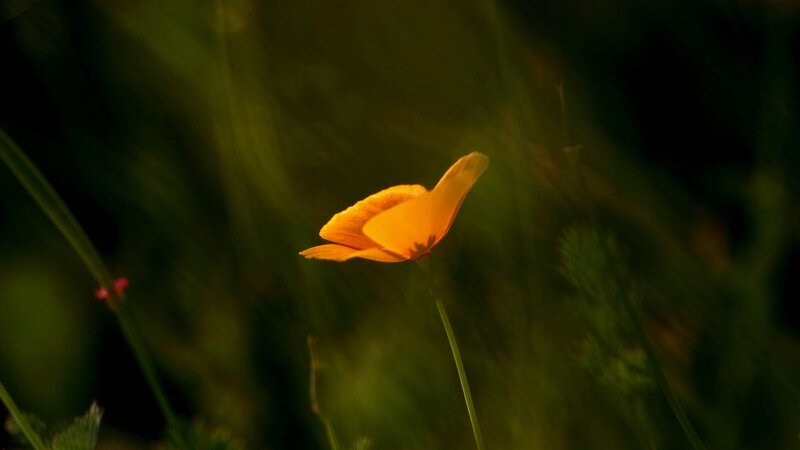 solitary yellow flower in grass