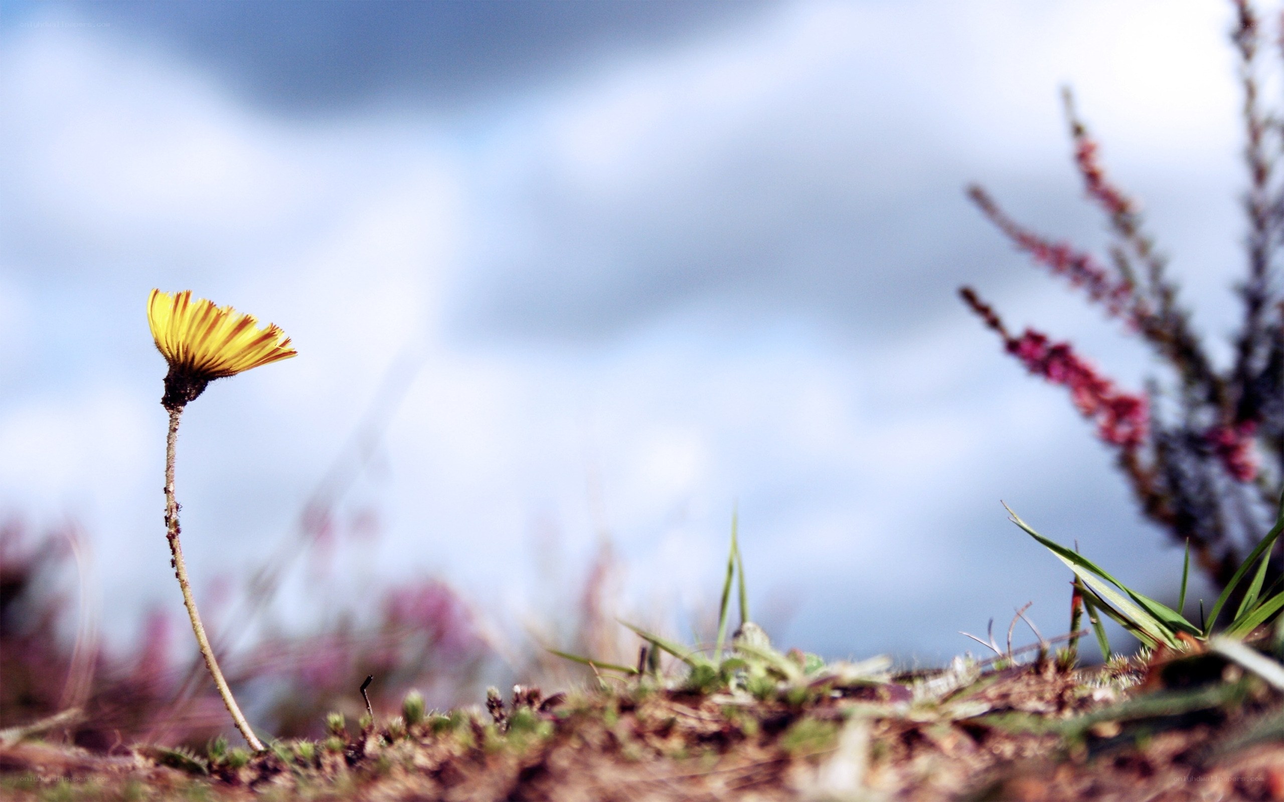 solitary yellow flower