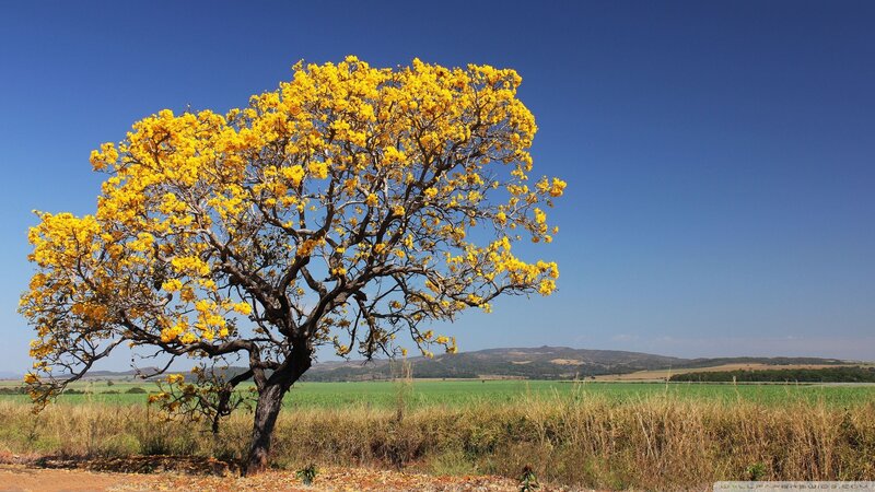 Solitary yellow-flowered tree