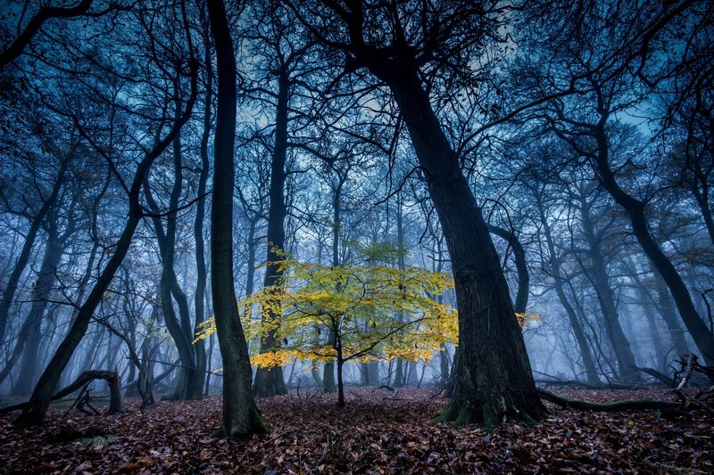 Solitary Yellow Tree — Blue