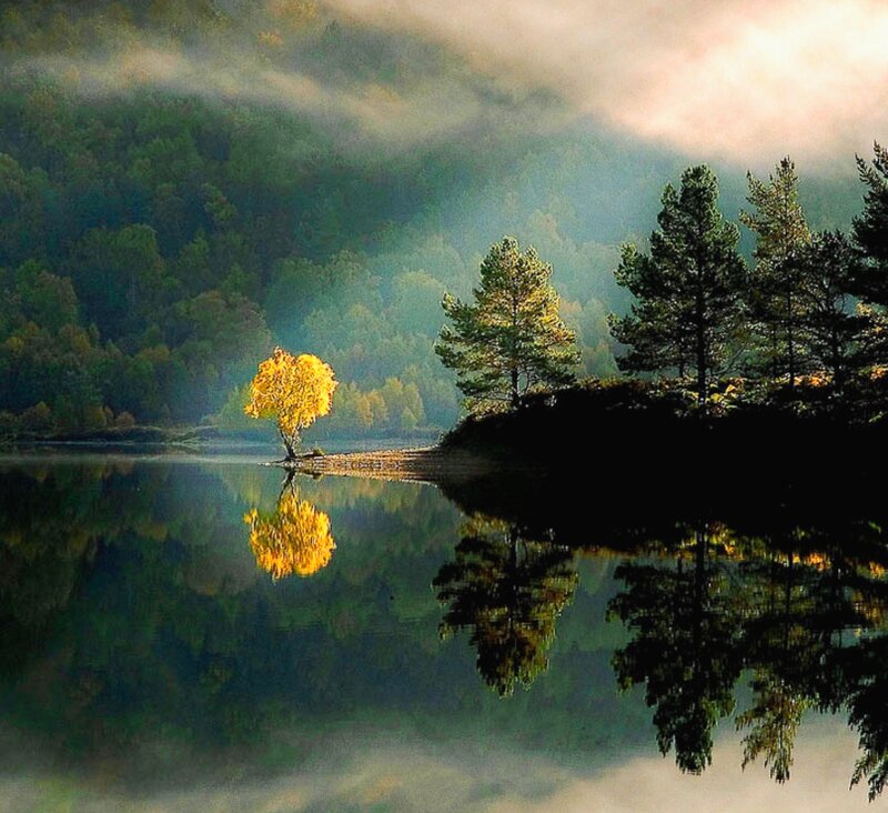 Solitary Yellow Tree — Green, Serene