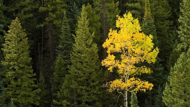 Solitary yellow tree in forest