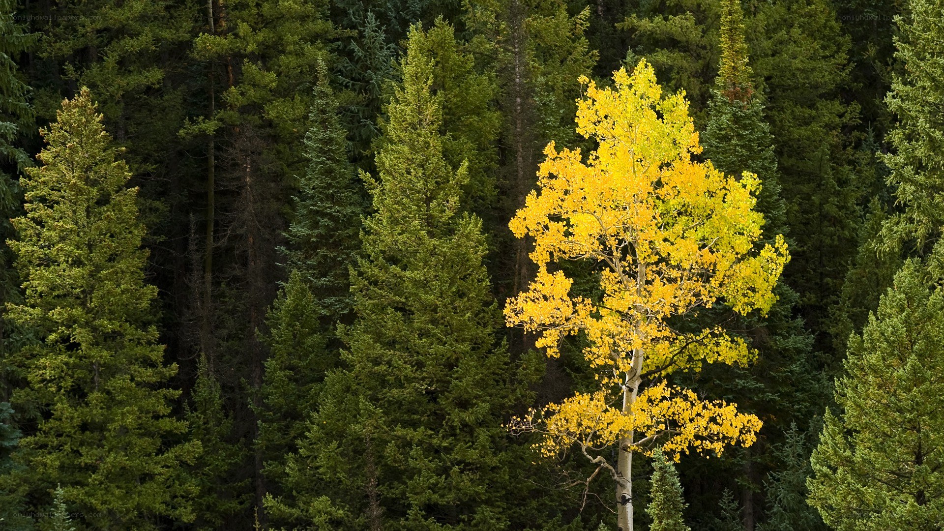 Solitary yellow tree in forest