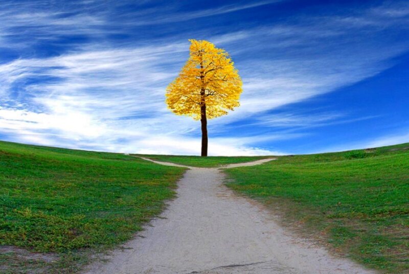 Solitary Yellow Tree
