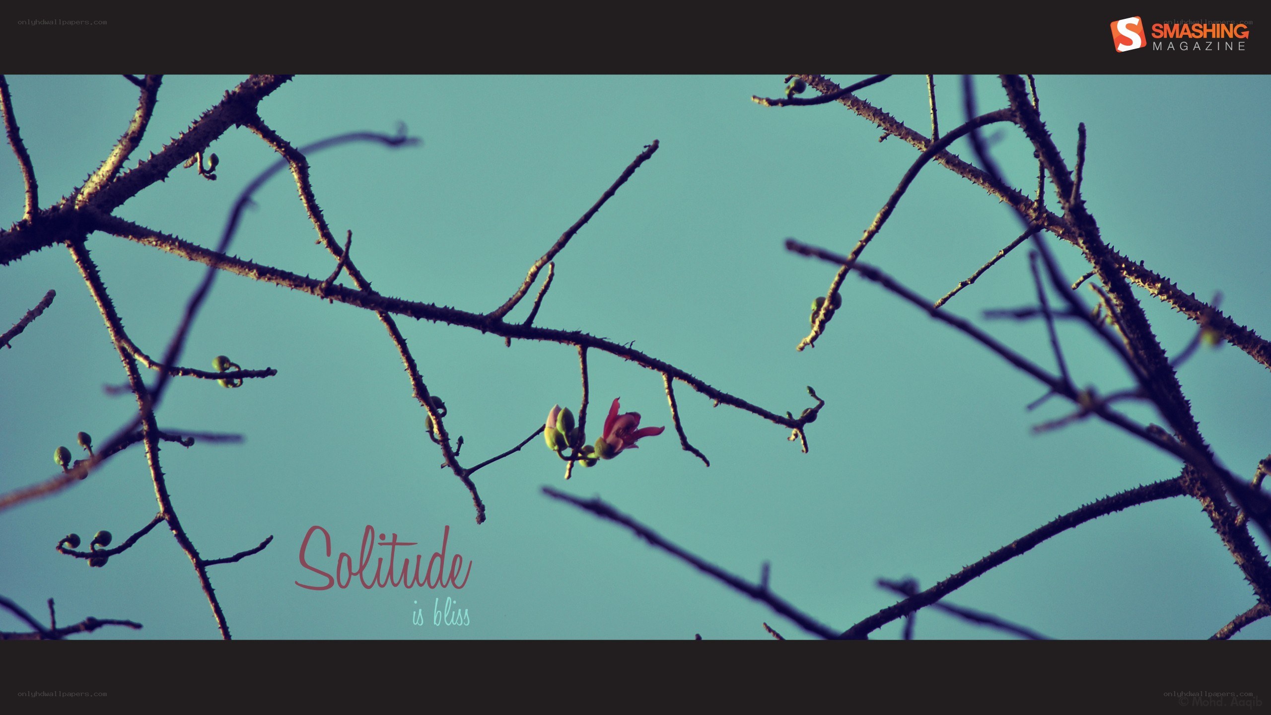 solitude is bliss