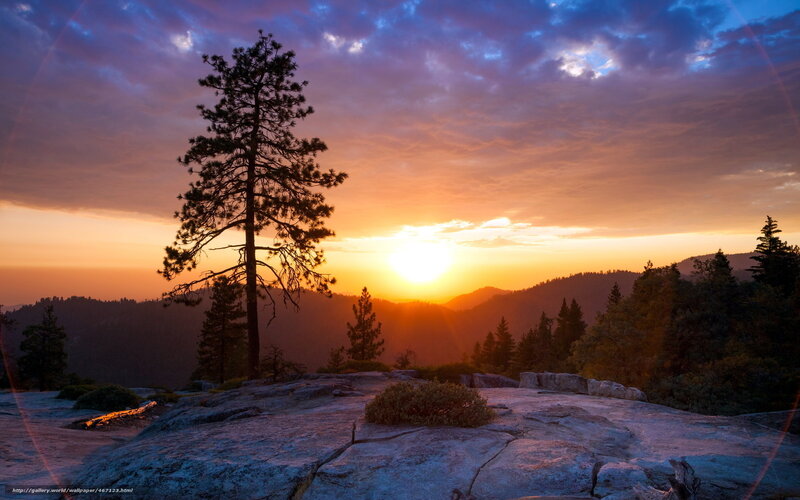 Solo Pine Tree at Sunset — Orange, Serene, Photograph, Mountains