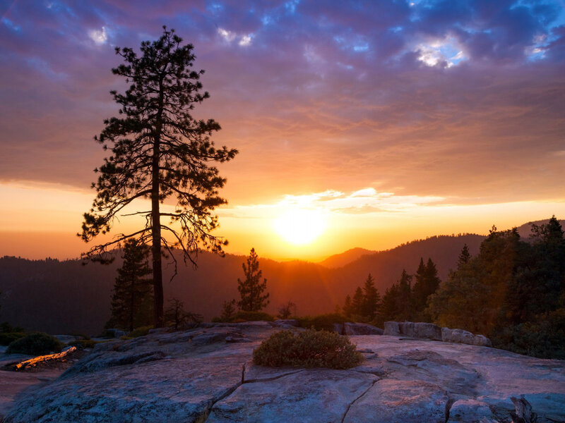 Solo Pine Tree at Sunset — Orange, Serene