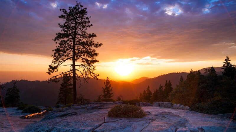 Solo Pine Tree at Sunset — Orange