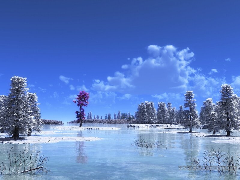 Solo Purple Tree in Winter