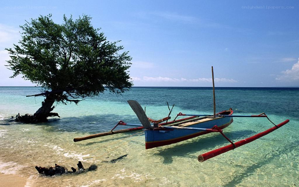 Solo tree and boat on beach