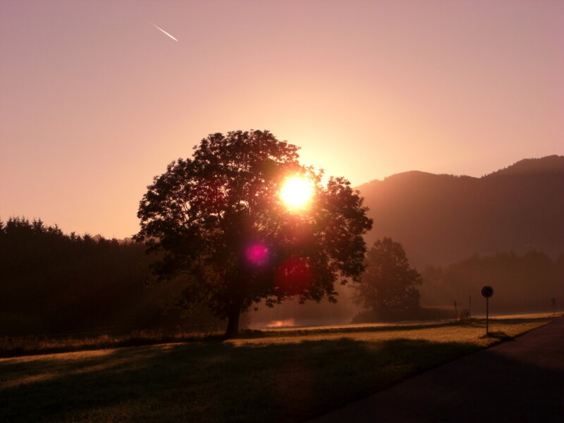 Solo Tree at Sunrise