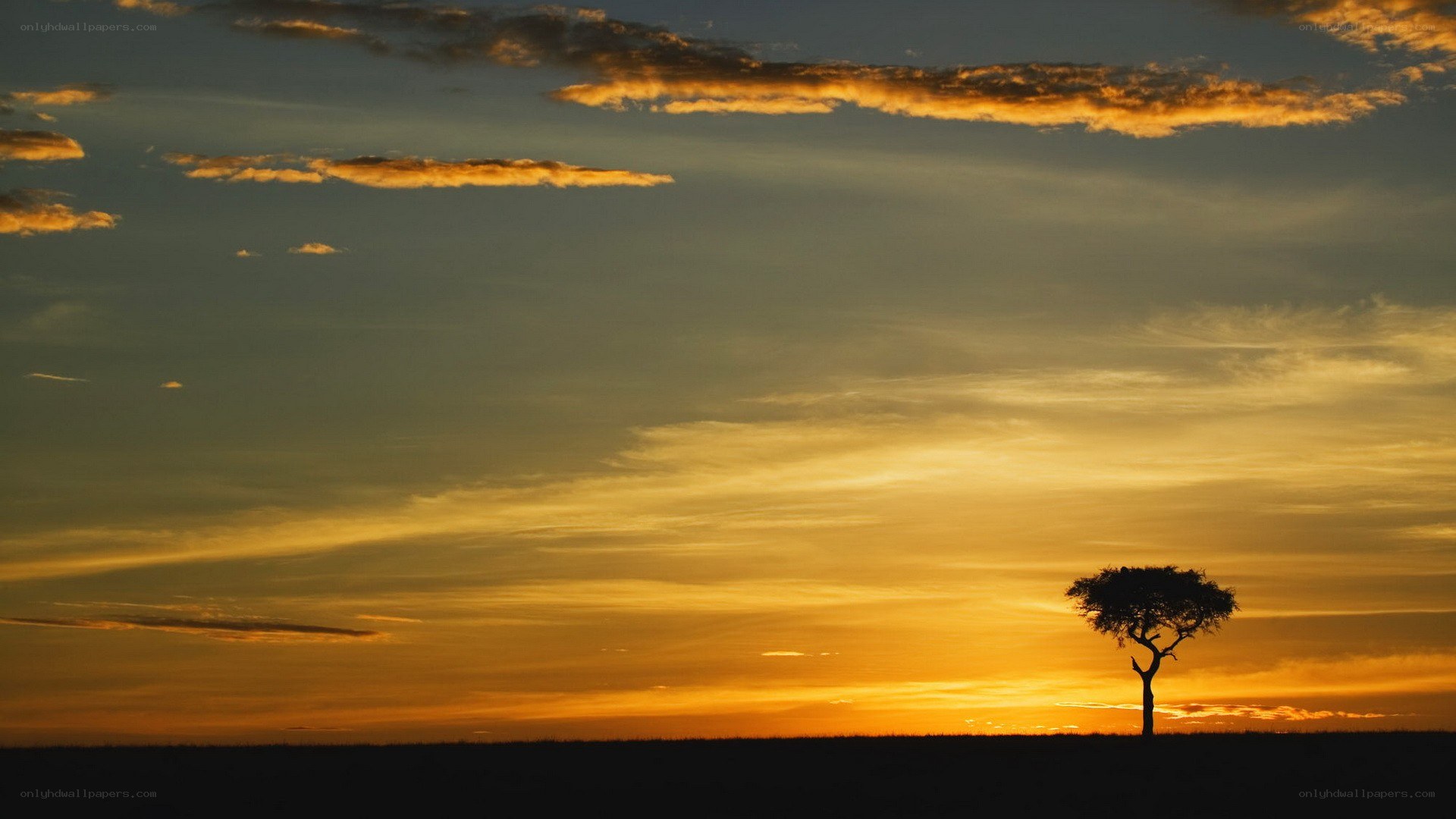 solo tree at sunset