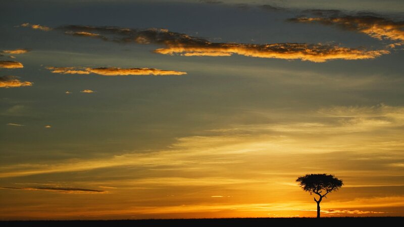 solo tree at sunset
