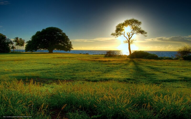 Solo Tree at Sunset — Green