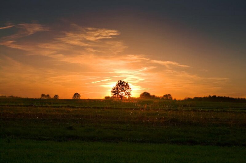 Solo Tree at Sunset — Orange