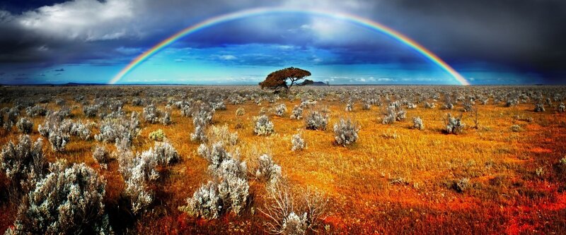 Solo Tree in Field — Blue, Dramatic, Afternoon