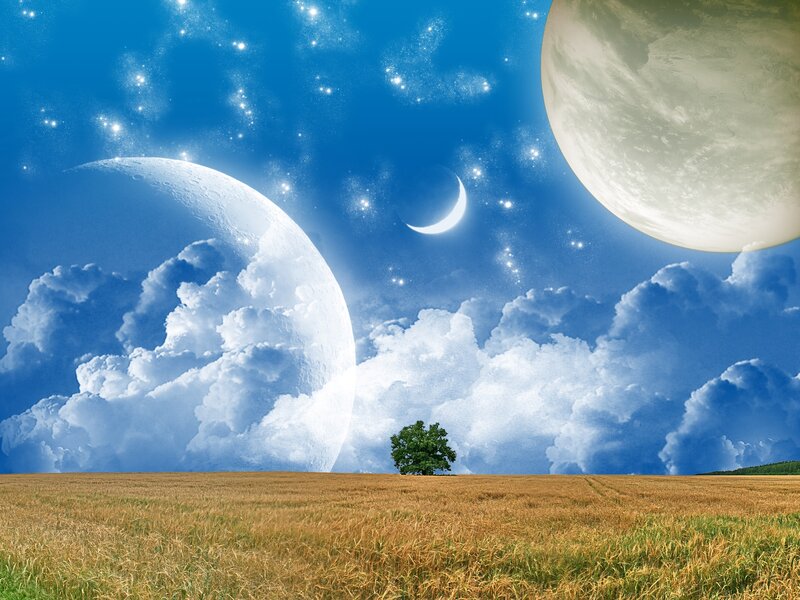 Solo Tree in Field — Blue
