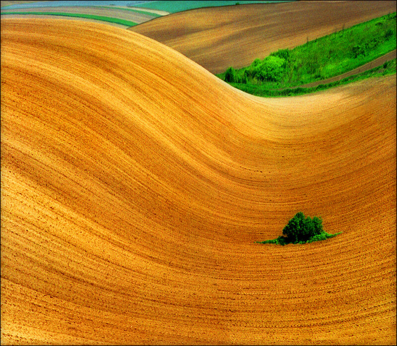 Solo Tree in Field — Brown