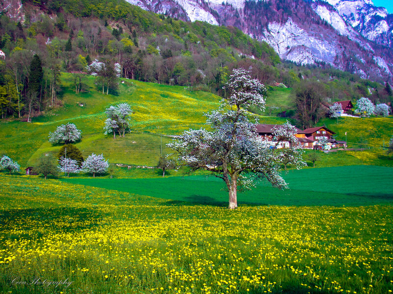 Solo Tree in Field — Green