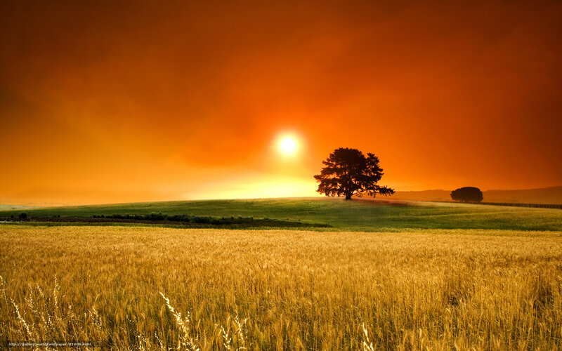 Solo Tree in Field