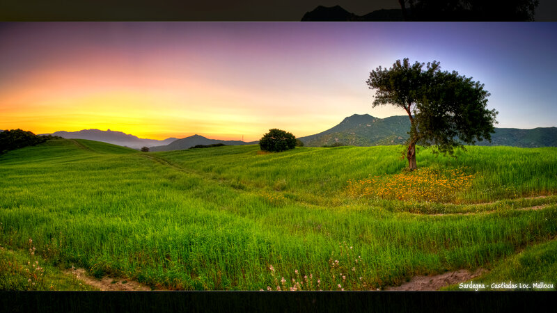 Solo Tree in Green Field