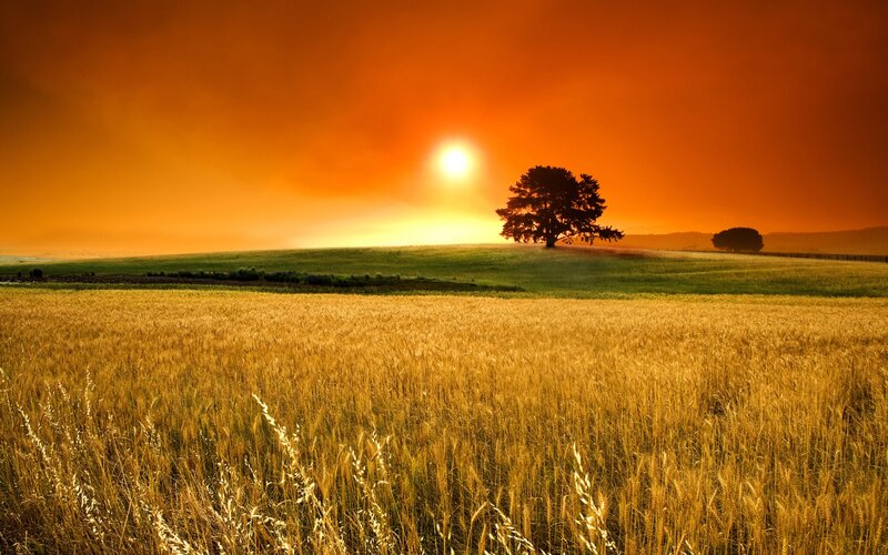 Solo Tree in Wheat Field — Orange, Serene