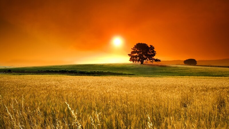 Solo Tree in Wheat Field — Orange