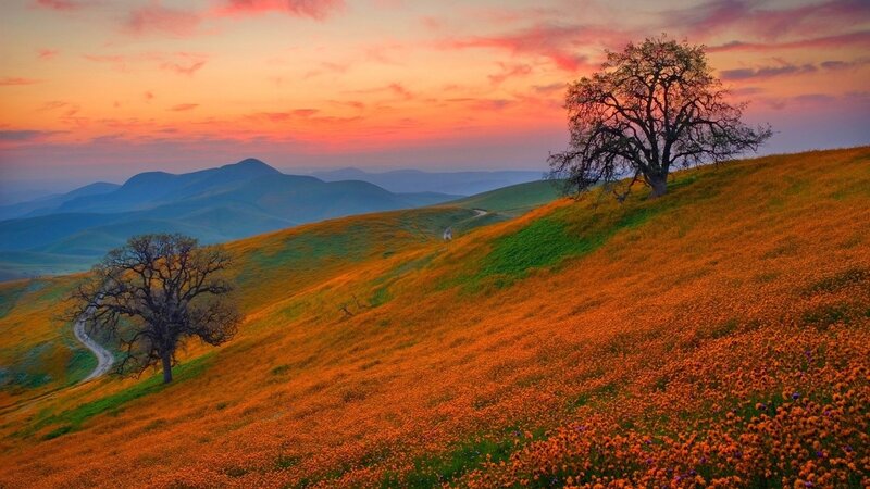 Solo Tree on Flower Hill