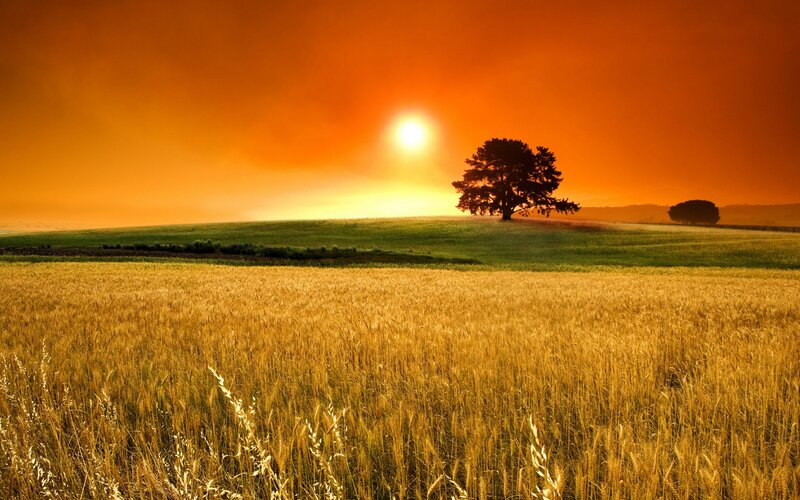 Solo Tree on Hill — Orange, Serene