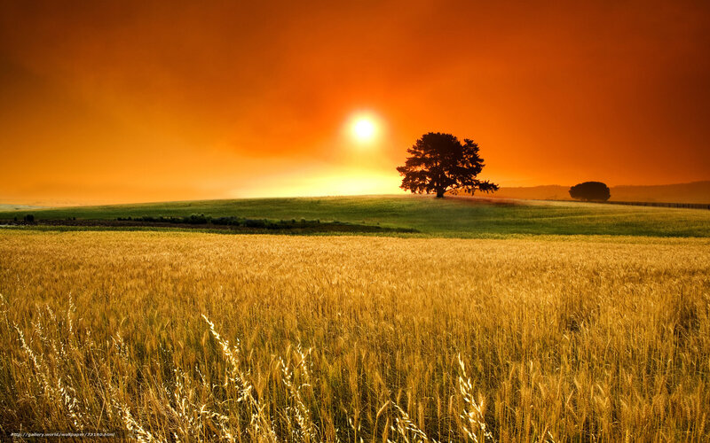 Solo Tree on Hill — Orange