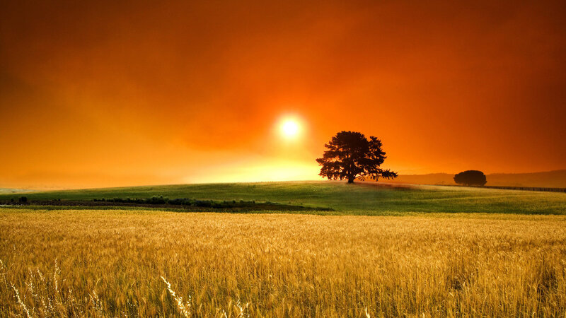 Solo Tree on Hill