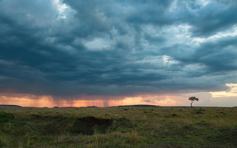 Solo Tree on Savanna