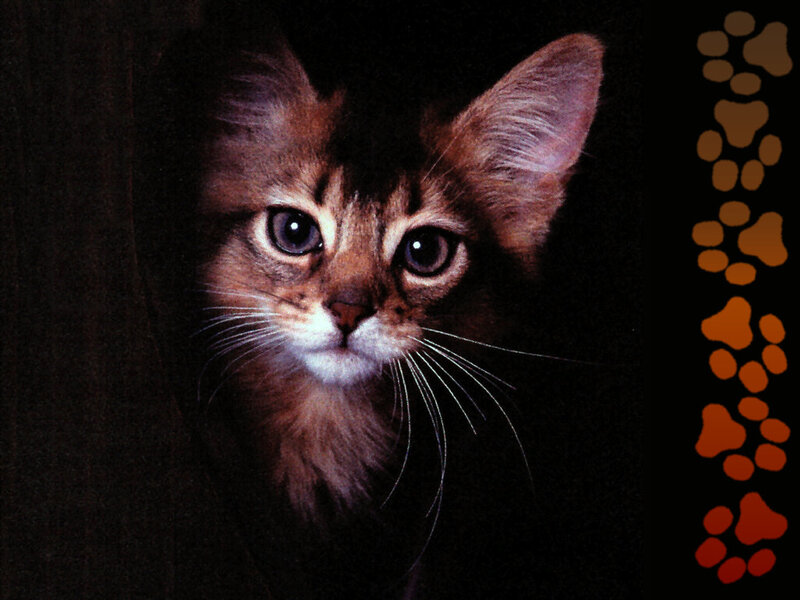 Somali Cat in Darkness