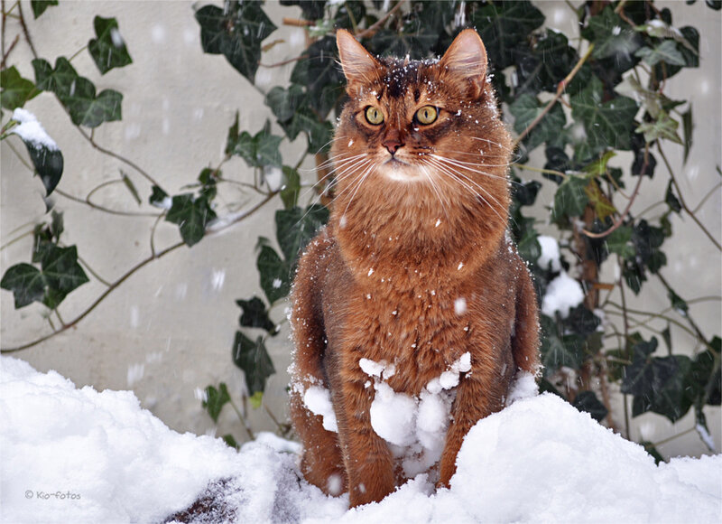 Somali Cat in Snow
